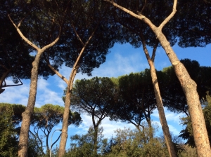 Rome trees